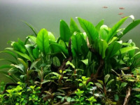 Снимка на Anubias barteri var. angustifolia
